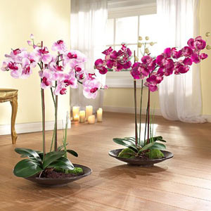 Правильное освещение для орхидеям